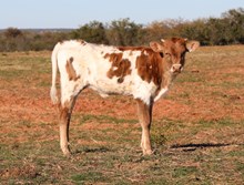 Baily x Hangin' Tuff Heifer Calf